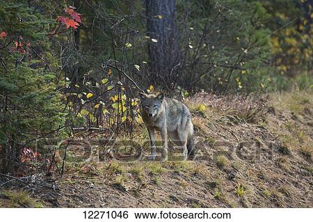 A wolf (canis lupus) stands beside Highway 60 which runs through Algonquin Park; Ontario, Canada View Large Photo Image Stock Photograph - A wolf (canis lupus) stands beside Highway 60 which runs through Algonquin Park; Ontario, Canada. Fotosearch