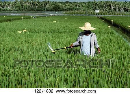 Stock Image - A worker applies chemicals to a mid-growth rice field with a hand applicator; Philippines. Fotosearch