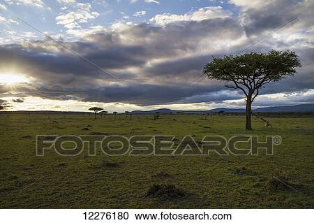 Acacia trees at sunrise, Mara Naboisho Conservancy; Kenya View Large Photo Image Stock Image - Acacia trees at sunrise, Mara Naboisho Conservancy; Kenya. Fotosearch