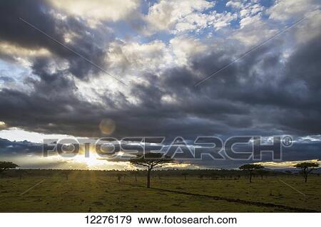 Stock Photo - Acacia trees at sunrise, Mara Naboisho Conservancy; Kenya. Fotosearch