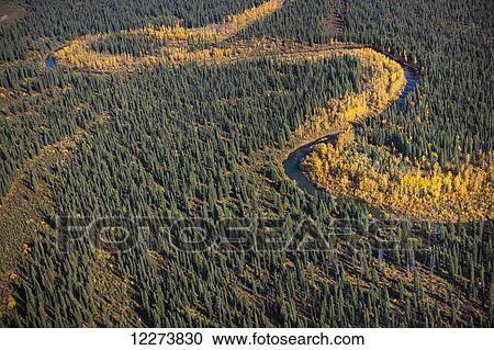 Stock Image - Aerial view of a small stream, surrounded by spruce trees and autumn coloured birch; Noatak, Alaska, United States of America. Fotosearch