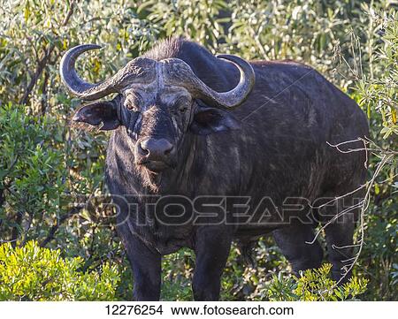 African buffalo (Syncerus caffer), Mara Naboisho Conservancy; Kenya View Large Photo Image Picture - African buffalo (Syncerus caffer), Mara Naboisho Conservancy; Kenya. Fotosearch