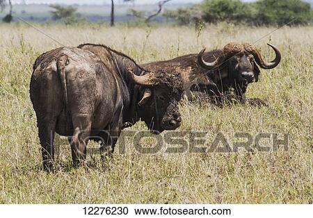 Stock Image - African buffaloes (Syncerus caffer), Nairobi National Park; Kenya. Fotosearch