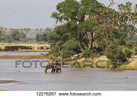 African elephants (Loxodonta africana), Samburu National Park; Kenya View Large Photo Image Stock Photo - African elephants (Loxodonta africana), Samburu National Park; Kenya. Fotosearch