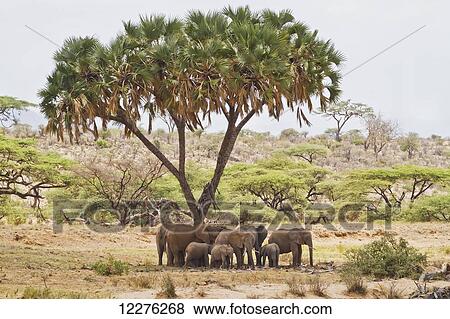 Stock Photo - African elephants (Loxodonta africana) under a tree, Samburu National Park; Kenya. Fotosearch