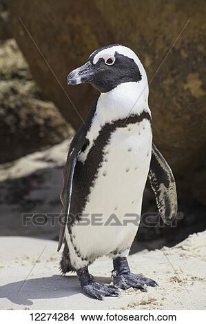 African penguin (Spheniscus demersus) at Boulders Beach; Simon's Town, Western Cape, South Africa View Large Photo Image Picture - African penguin (Spheniscus demersus) at Boulders Beach; Simon's Town, Western Cape, South Africa. Fotosearch