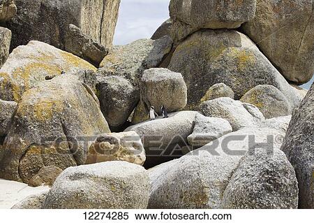 African penguins (Spheniscus demersus) at Boulders Beach; Simon's Town, Western Cape, South Africa View Large Photo Image Stock Photography - African penguins (Spheniscus demersus) at Boulders Beach; Simon's Town, Western Cape, South Africa. Fotosearch