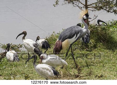 Stock Image - African sacred ibis (Threskiornis aethiopicus) and grey crowned cranes (Balearica regulorum), Nairobi National Park; Kenya. Fotosearch