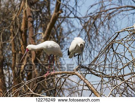 African spoonbill (Platalea alba) and African sacred ibis (Threskiornis aethiopicus), Lake Naivasha National Park; Kenya View Large Photo Image Stock Photo - African spoonbill (Platalea alba) and African sacred ibis (Threskiornis aethiopicus), Lake Naivasha National Park; Kenya. Fotosearch