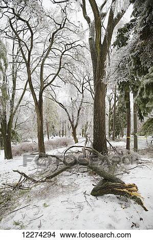 Picture - Aftermath of ice storm in Chorley Park; Toronto, Ontario, Canada. Fotosearch