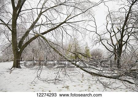Stock Image - Aftermath of ice storm in Chorley Park; Toronto, Ontario, Canada. Fotosearch