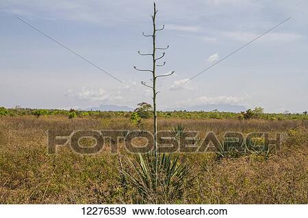 Stock Photo - Agave; Baucau, East Timor. Fotosearch