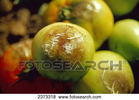 Agriculture - Crop Disease; Late blight on green tomato fruit. View Large Photo Image Stock Photo - Agriculture - Crop Disease; Late blight on green tomato fruit.. Fotosearch
