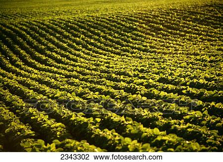 Stock Image - Agriculture - Soybeans, mid-growth stage / Ohio, USA.. Fotosearch