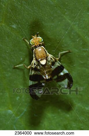 Agriculture - Walnut husk fly (Rhagoletis completa), dorsal view of an adult at rest. It is in the same family as the Med fly (2X). View Large Photo Image Stock Image - Agriculture - Walnut husk fly (Rhagoletis completa), dorsal view of an adult at rest. It is in the same family as the Med fly (2X).. Fotosearch