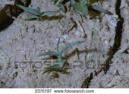 Stock Photo - Agriculture - Weeds, Junglerice (Echinochloa colona) aka. Fingergrass, Small Barnyardgrass, Watergrass; seedling / California, USA.. Fotosearch