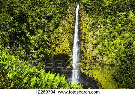 Picture - Akaka Falls drop down a moss covered cliff surrounded with tropical rainforest, lush green ferns are in the foreground; Island of Hawaii, Hawaii, United States of America. Fotosearch