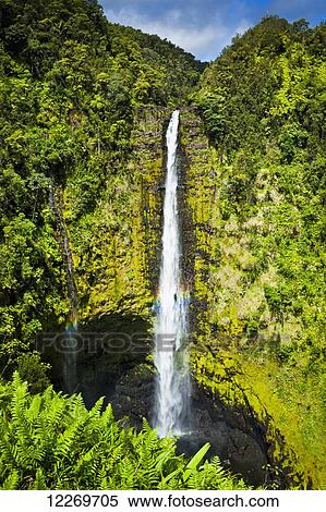 Stock Photography - Akaka Falls drop down a moss covered cliff surrounded with tropical rainforest, lush green ferns are in the foreground; Island of Hawaii, Hawaii, United States of America. Fotosearch
