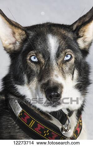 Alaskan Husky posed against a snowy background in winter; Anchorage, Alaska, United States of America View Large Photo Image Picture - Alaskan Husky posed against a snowy background in winter; Anchorage, Alaska, United States of America. Fotosearch