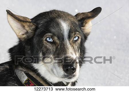 Alaskan Husky posed against a snowy background in winter; Anchorage, Alaska, United States of America View Large Photo Image Stock Image - Alaskan Husky posed against a snowy background in winter; Anchorage, Alaska, United States of America. Fotosearch