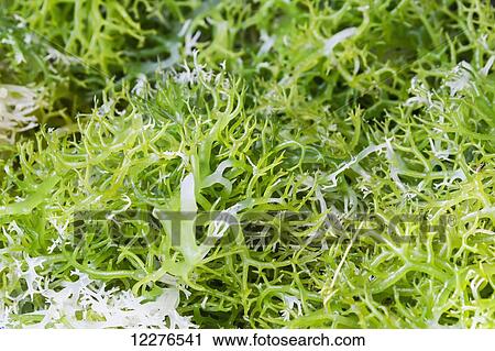 Algae for sale at the Largo de Lecidere market; Dili, East Timor View Large Photo Image Stock Image - Algae for sale at the Largo de Lecidere market; Dili, East Timor. Fotosearch