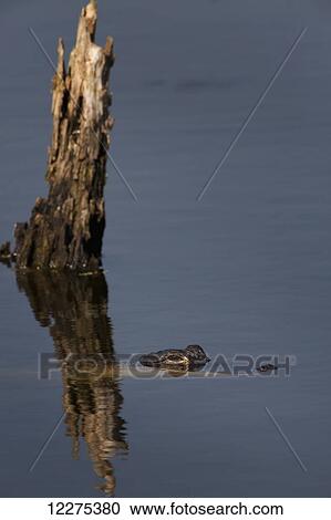 Stock Image - Aligator mostly submerged in calm water with only its eyes above water in front of an old dead tree stump coming out of the water; United States of America. Fotosearch