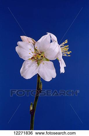 Stock Photograph - Almond flowering stages, full bloom, variety Nonpareil; California, United States of America. Fotosearch