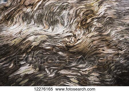 Amazing patterns on driftwood; Seaside, Oregon, United States of America View Large Photo Image Stock Photography - Amazing patterns on driftwood; Seaside, Oregon, United States of America. Fotosearch