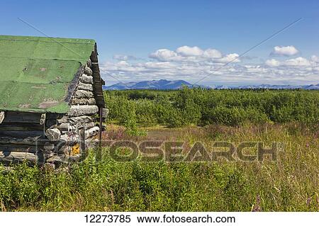 An abandoned cabin surrounded by fireweed on the tundra on a sunny day, the Baird Mountains in the background; Noatak, Alaska, United States of America View Large Photo Image Stock Photography - An abandoned cabin surrounded by fireweed on the tundra on a sunny day, the Baird Mountains in the background; Noatak, Alaska, United States of America. Fotosearch