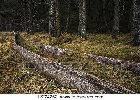 An old canoe lies forgotten in the forests of Naikoon Provincial Park, Haida Gwaii; British Columbia, Canada View Large Photo Image Stock Image - An old canoe lies forgotten in the forests of Naikoon Provincial Park, Haida Gwaii; British Columbia, Canada. Fotosearch