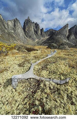 An old caribou antler lies in the lichen in Tombstone Territorial Park, with a large range of granite mountains rises in the distance; Yukon, Canada View Large Photo Image Stock Image - An old caribou antler lies in the lichen in Tombstone Territorial Park, with a large range of granite mountains rises in the distance; Yukon, Canada. Fotosearch