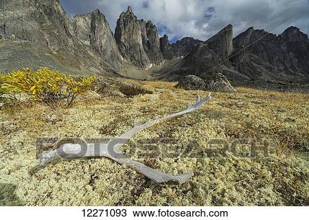Stock Image - An old caribou antler lies in the lichen in Tombstone Territorial Park, with a large range of granite mountains rises in the distance; Yukon, Canada. Fotosearch