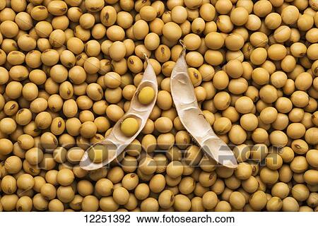 An open soybean pod laying on a pile of dried, mature soybeans View Large Photo Image Stock Image - An open soybean pod laying on a pile of dried, mature soybeans. Fotosearch