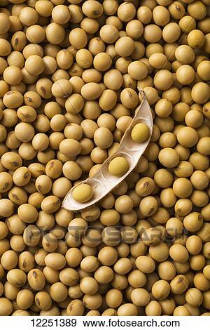 An open soybean pod laying on a pile of dried, mature soybeans View Large Photo Image Stock Photo - An open soybean pod laying on a pile of dried, mature soybeans. Fotosearch