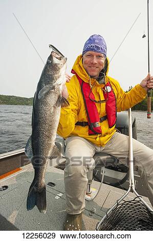 Angler holding a large summer walleye; Ontario, Canada View Large Photo Image Stock Photo - Angler holding a large summer walleye; Ontario, Canada. Fotosearch