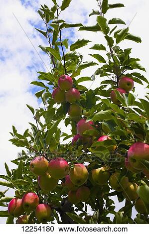 Stock Image - Apples growing on a tree; Rougemont, Quebec, Canada. Fotosearch