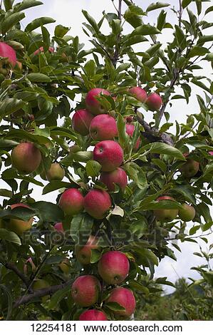 Stock Image - Apples growing on a tree; Rougemont, Quebec, Canada. Fotosearch