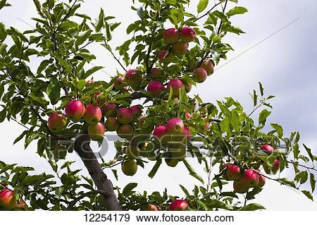 Apples growing on a tree; Rougemont, Quebec, Canada View Large Photo Image Stock Photo - Apples growing on a tree; Rougemont, Quebec, Canada. Fotosearch