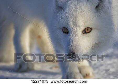 Stock Image - Arctic fox (Vulpes lagopus); Churchill, Manitoba, Canada. Fotosearch