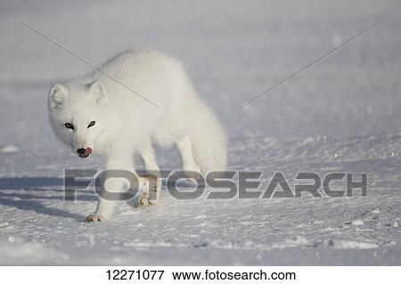 Arctic fox (Vulpes lagopus) in the sunshine; Churchill, Manitoba, Canada View Large Photo Image Stock Photo - Arctic fox (Vulpes lagopus) in the sunshine; Churchill, Manitoba, Canada. Fotosearch