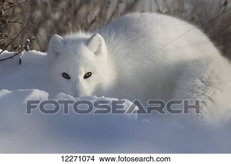 Picture - Arctic fox (Vulpes lagopus) staring at the photographer while digging in the snow; Churchill, Manitoba, Canada. Fotosearch
