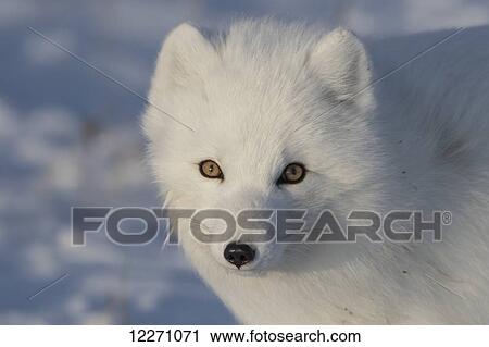 Stock Image - Arctic fox (Vulpes lagopus)in the sunshine; Churchill, Manitoba, Canada. Fotosearch