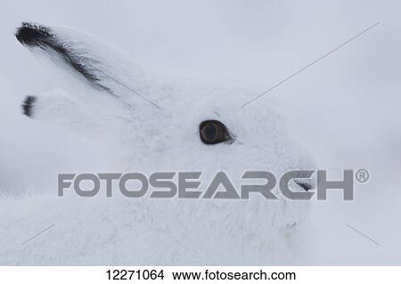 Picture - Arctic hare (Lepus arcticus); Churchill, Manitoba, Canada. Fotosearch