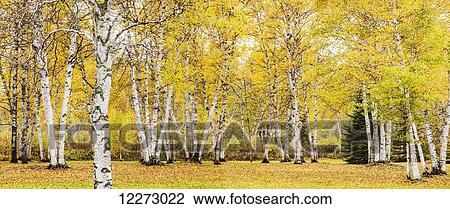 Stock Image - Autumn coloured birch trees; Thunder Bay, Ontario, Canada. Fotosearch