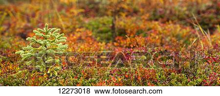 Stock Photo - Autumn coloured foliage; Thunder Bay, Ontario, Canada. Fotosearch