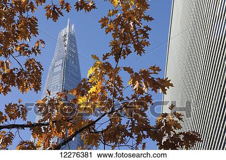 Stock Image - Autumn foliage with the Shard skyscraper by Renzo Piano behind, near London Bridge on the South Bank; London, England. Fotosearch