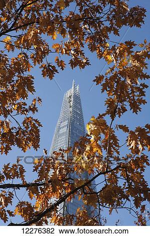 Autumn foliage with the Shard skyscraper by Renzo Piano behind, near London Bridge on the South Bank; London, England View Large Photo Image Stock Image - Autumn foliage with the Shard skyscraper by Renzo Piano behind, near London Bridge on the South Bank; London, England. Fotosearch