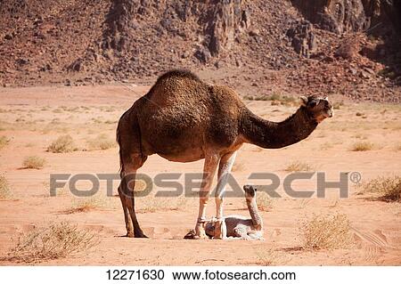 Stock Image - Baby camel and mother; Wadi Rum, Jordan. Fotosearch