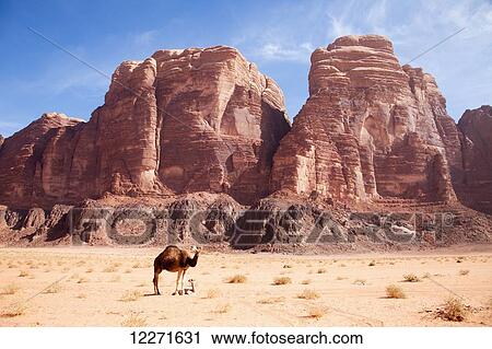 Baby camel and mother; Wadi Rum, Jordan View Large Photo Image Stock Image - Baby camel and mother; Wadi Rum, Jordan. Fotosearch