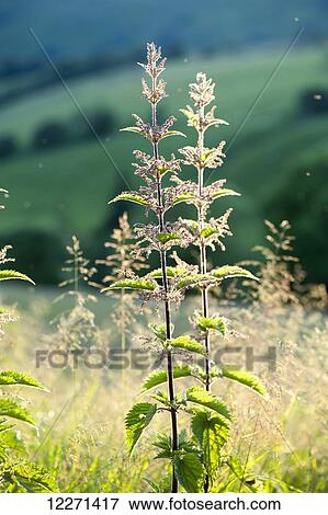 Stock Photo - Backlit stinging nettle (Urtica dioica) showing seeds and stings; Yorkshire, England. Fotosearch
